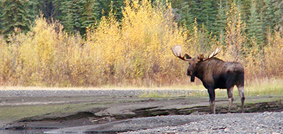 Bowhunting Alaska/Yukon Moose