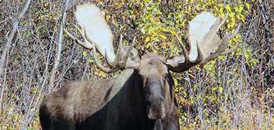 Alaska Yukon Moose Hunts