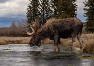 Moose Hunt 2026