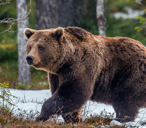 Grizzly Bear Hunt 2026